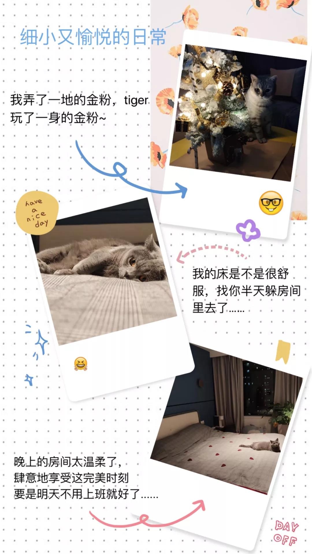 ▲墙面的搁板看似纤薄，其实靠墙那一端十分牢固。搭配猫爬架之后，这里成了喵星人玩耍的好地方。照片为业主 ...