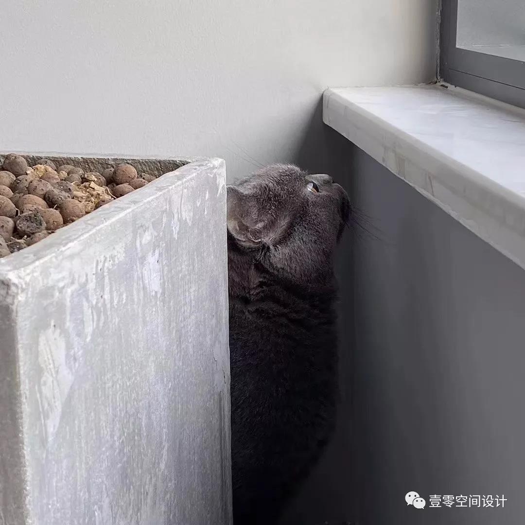 ▲捕捉一只眺望远方的小可爱瞄。